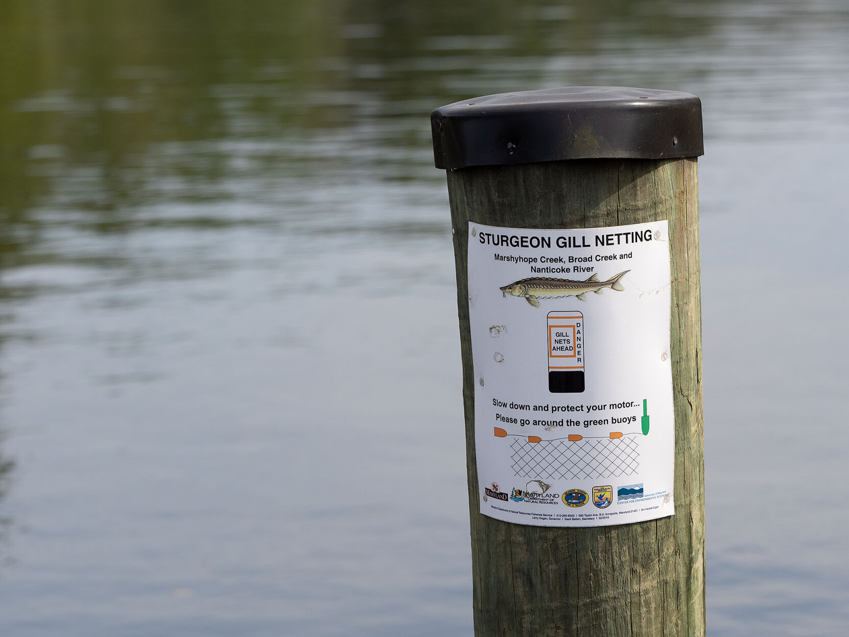 Sturgeon poster on Marshyhope Creek
